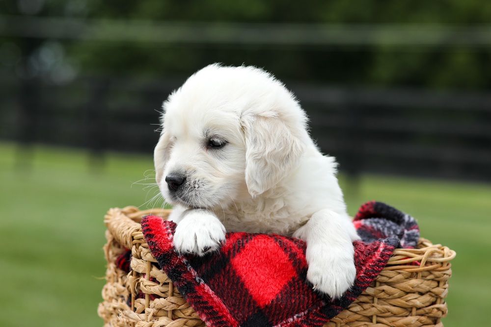 Alfie Image of Alfie, a Golden Retriever puppy