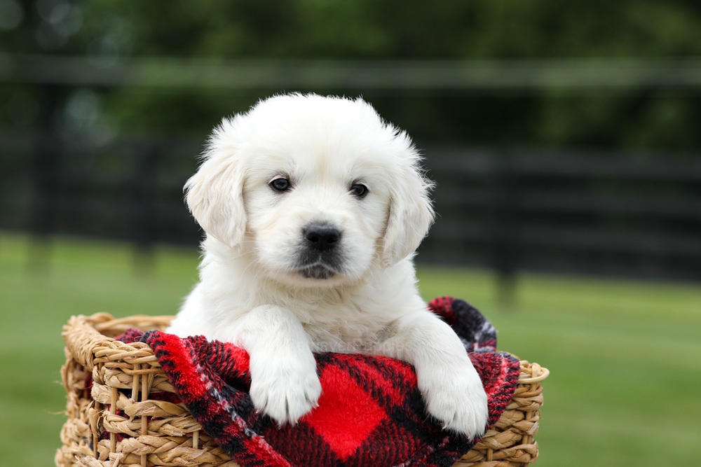 Alfie Image of Alfie, a Golden Retriever puppy