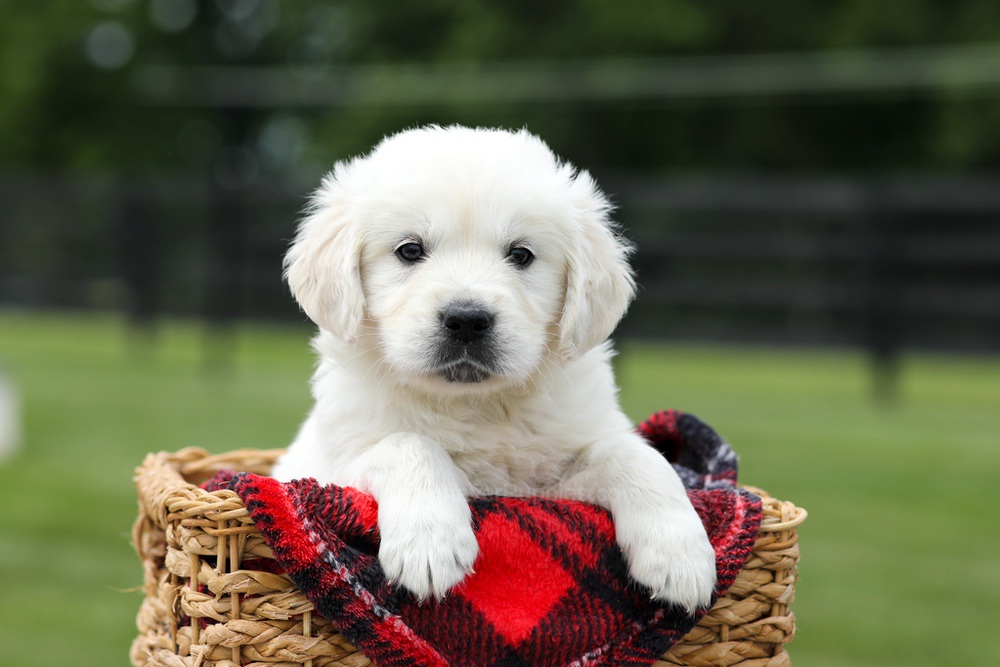 Alfie Image of Alfie, a Golden Retriever puppy
