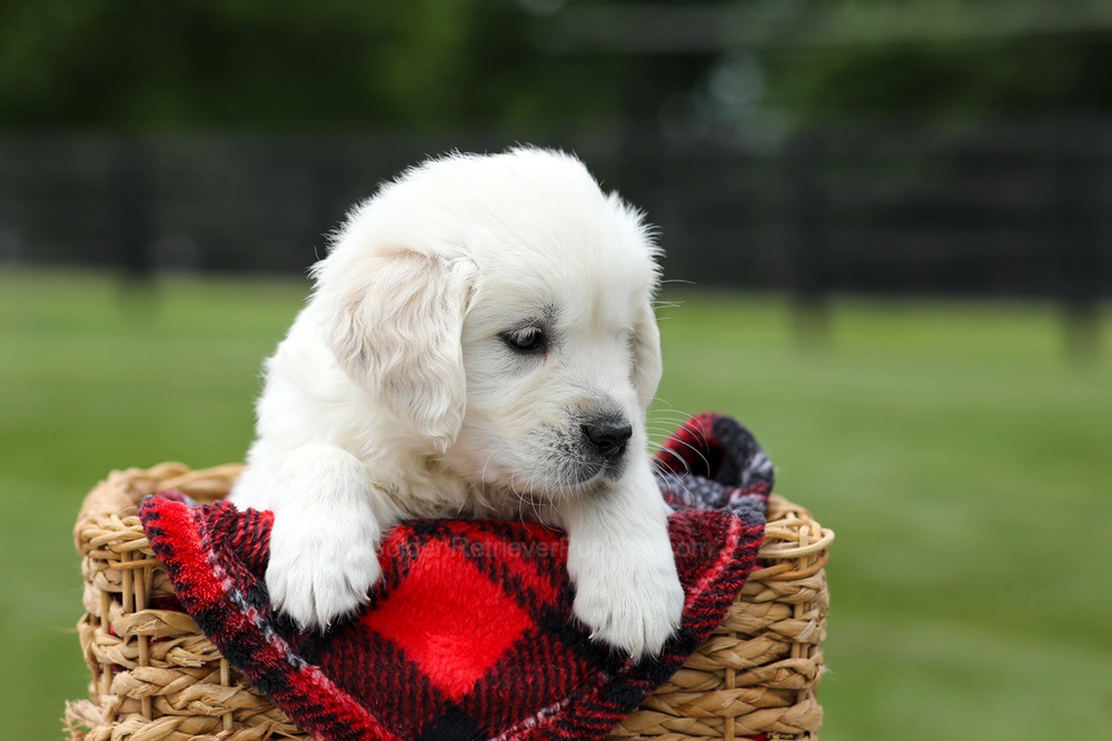 Alfie Image of Alfie, a Golden Retriever puppy