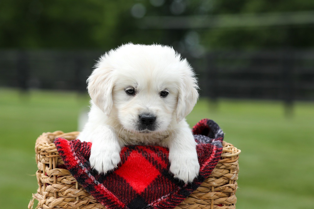 Alfie Image of Alfie, a Golden Retriever puppy