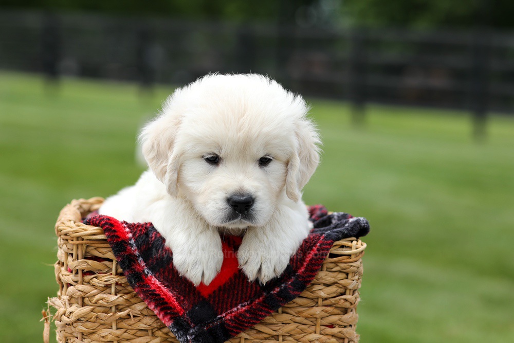 Austin Image of Austin, a Golden Retriever puppy