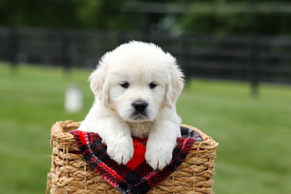 Austin Image of Austin, a Golden Retriever puppy