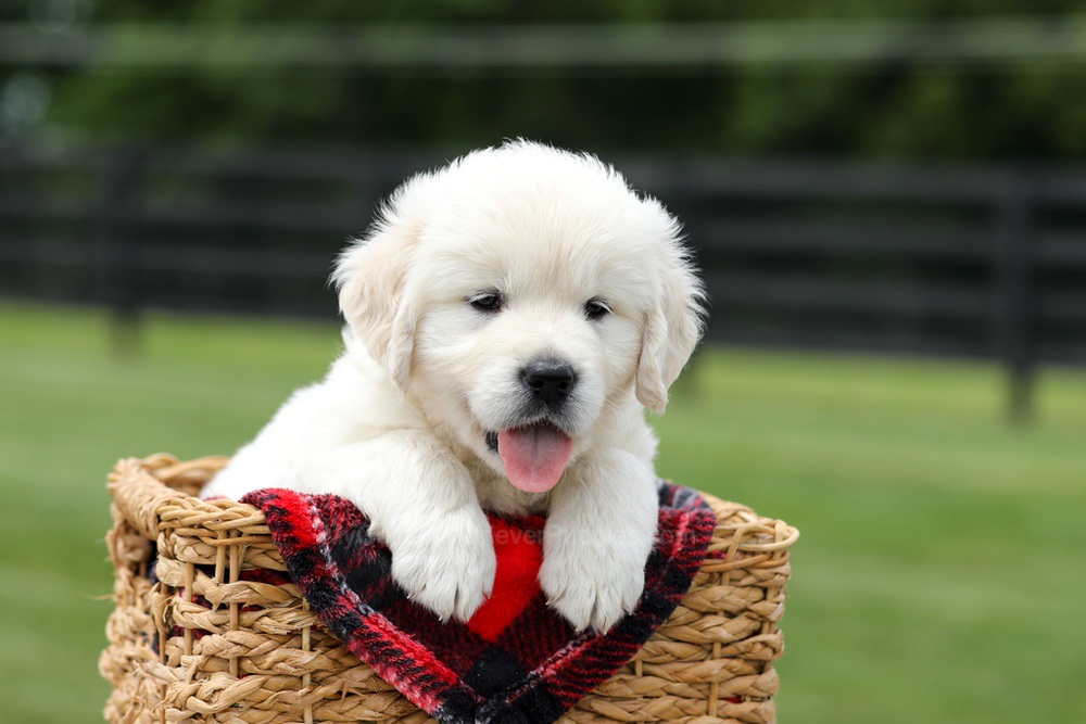 Austin Image of Austin, a Golden Retriever puppy