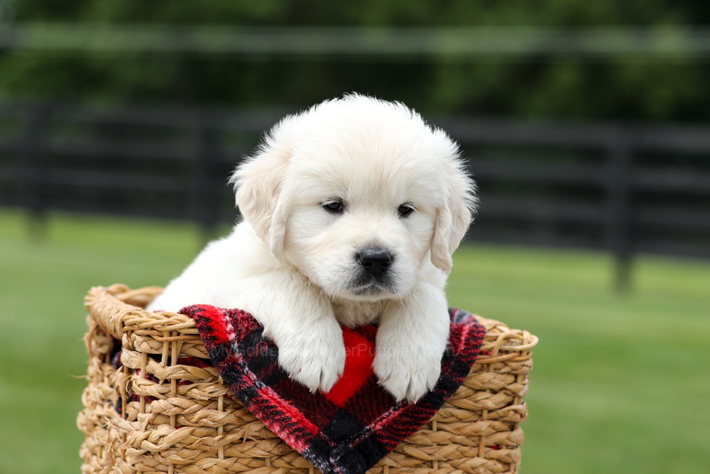Austin Image of Austin, a Golden Retriever puppy