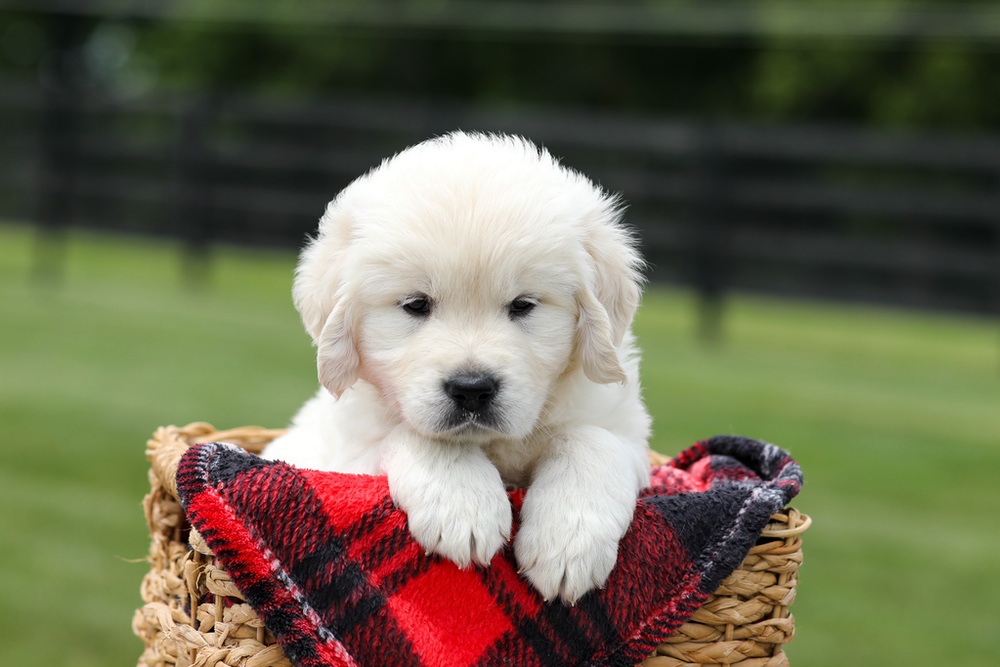 Austin Image of Austin, a Golden Retriever puppy
