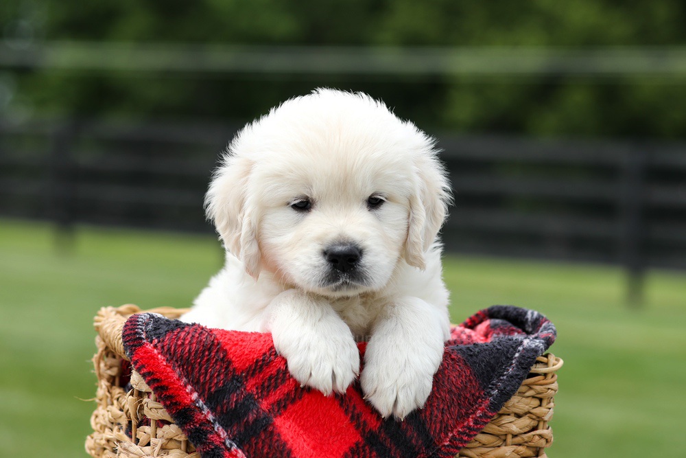Austin Image of Austin, a Golden Retriever puppy