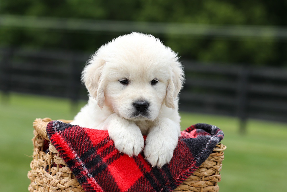 Austin Image of Austin, a Golden Retriever puppy