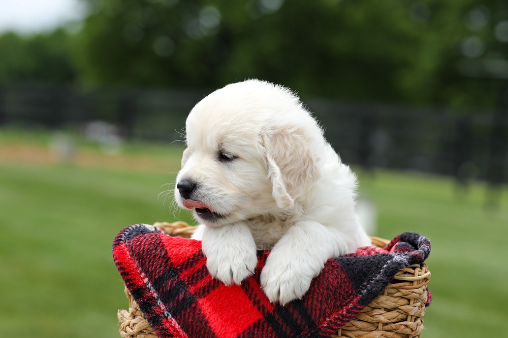 Austin Image of Austin, a Golden Retriever puppy