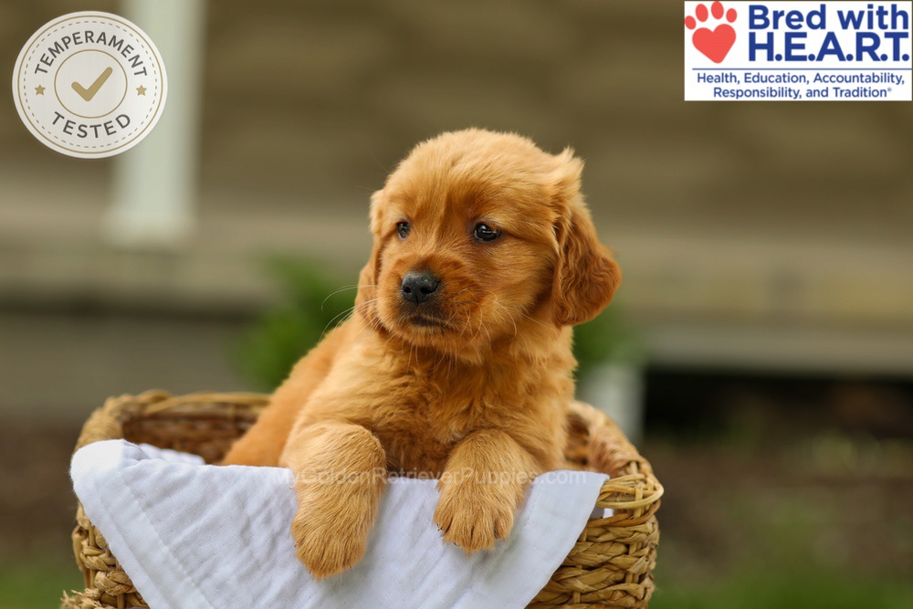 Avery Image of Avery, a Golden Retriever puppy