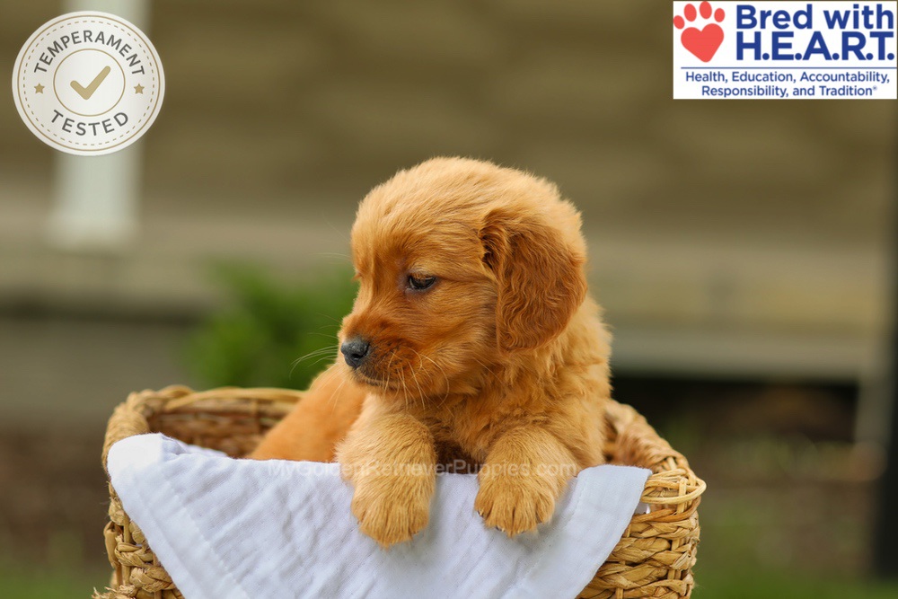 Avery Image of Avery, a Golden Retriever puppy
