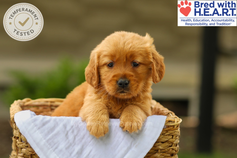 Avery Image of Avery, a Golden Retriever puppy