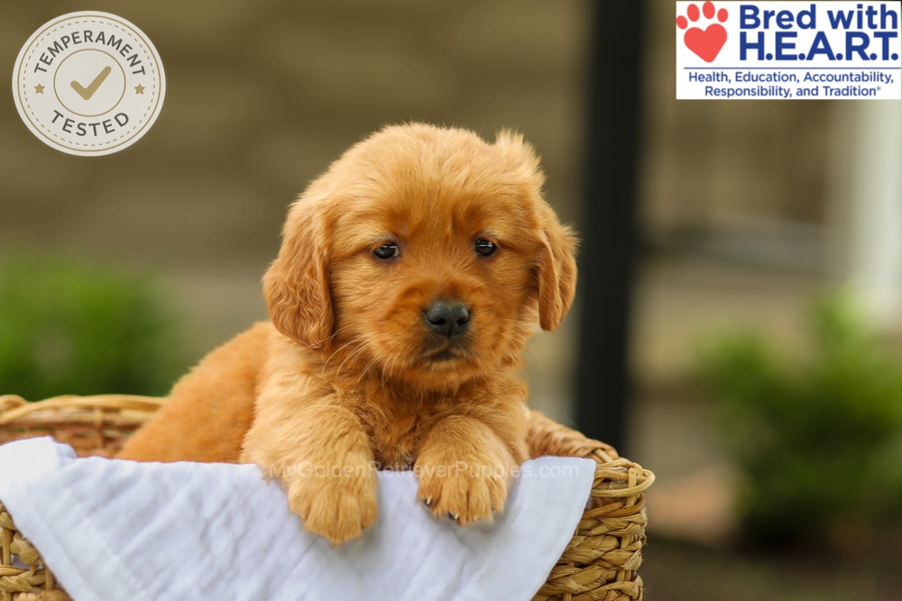 Avery Image of Avery, a Golden Retriever puppy