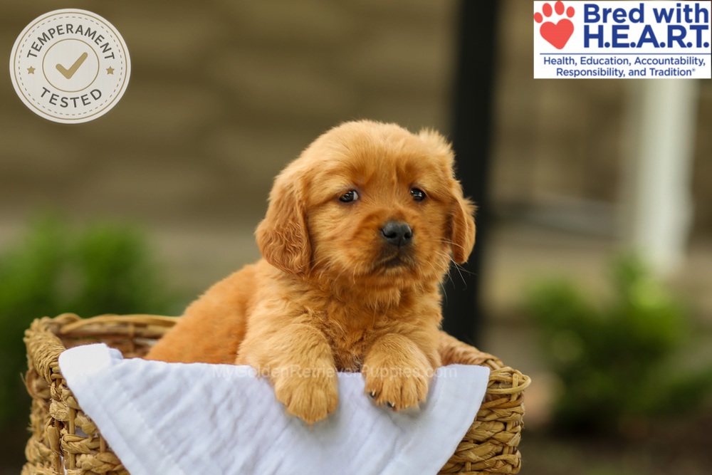 Avery Image of Avery, a Golden Retriever puppy