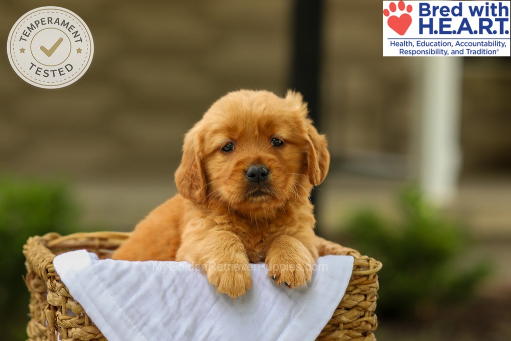 Avery Image of Avery, a Golden Retriever puppy