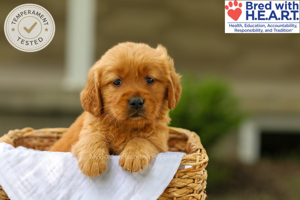 Avery Image of Avery, a Golden Retriever puppy