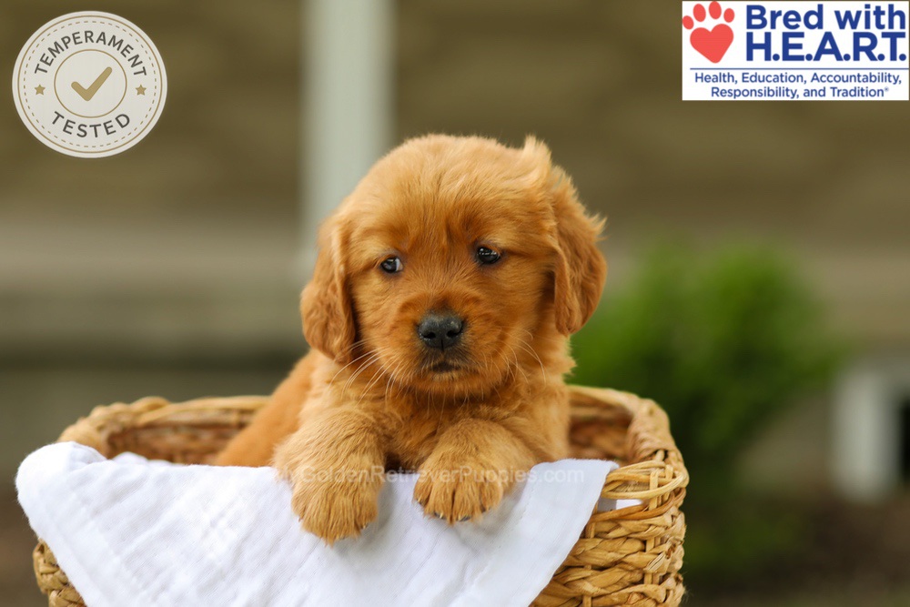 Avery Image of Avery, a Golden Retriever puppy
