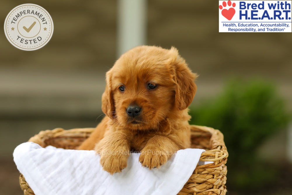 Avery Image of Avery, a Golden Retriever puppy