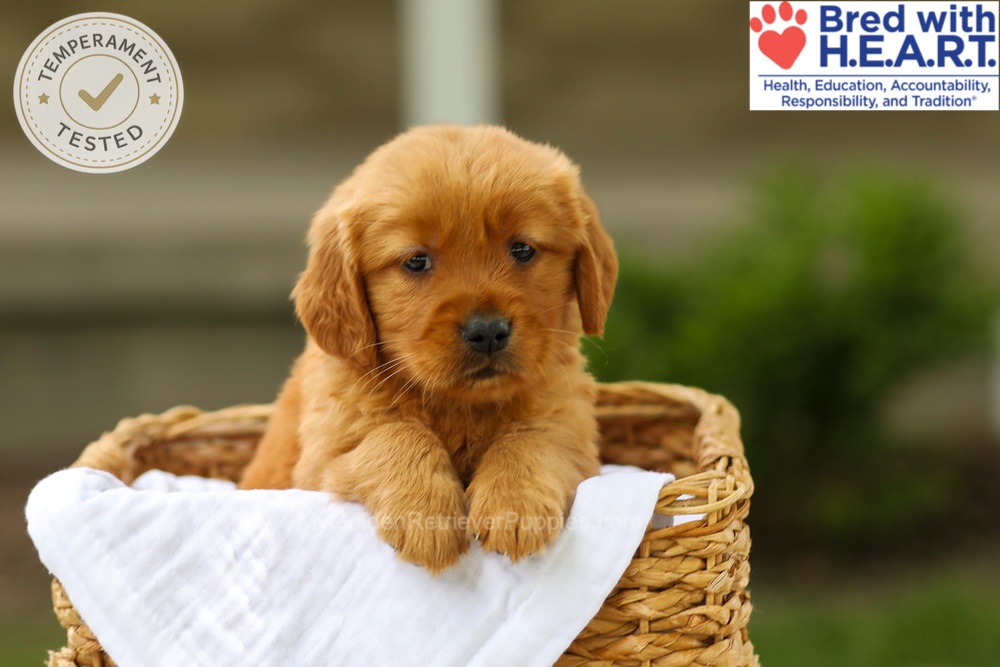 Avery Image of Avery, a Golden Retriever puppy