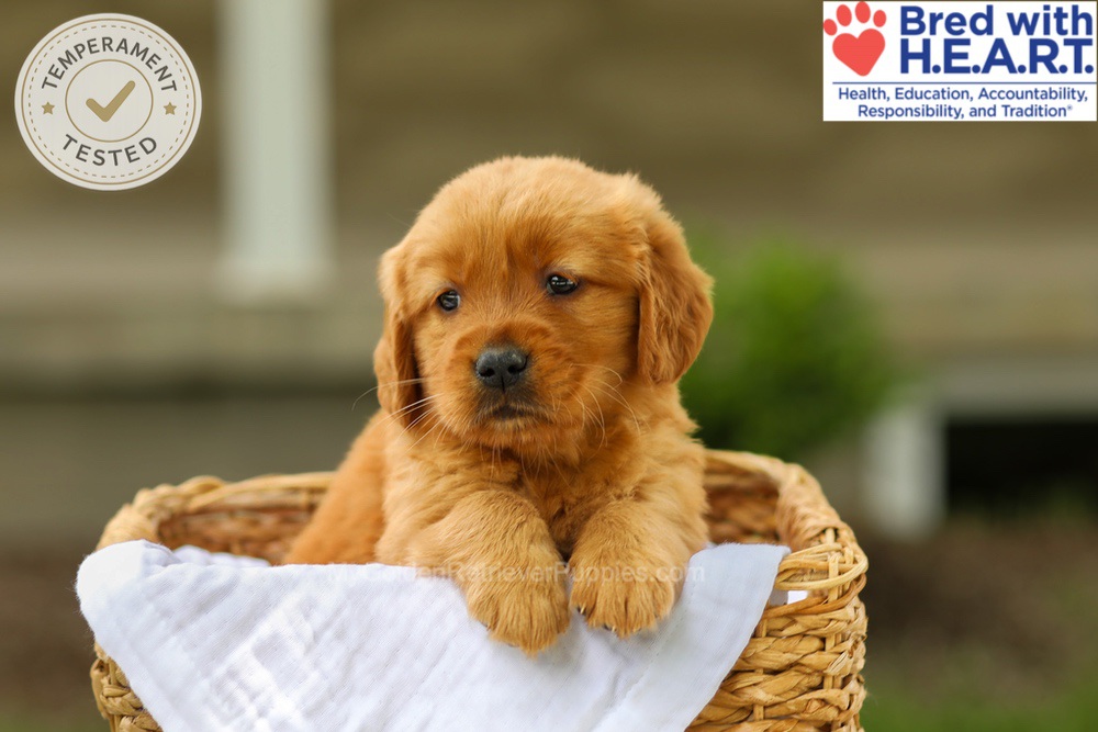 Avery Image of Avery, a Golden Retriever puppy