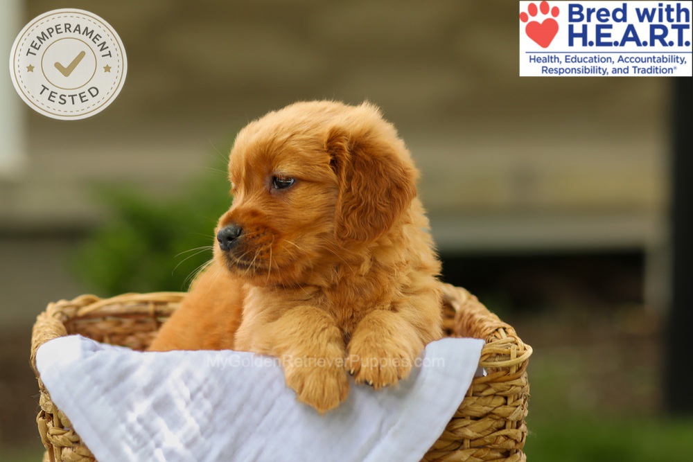 Avery Image of Avery, a Golden Retriever puppy