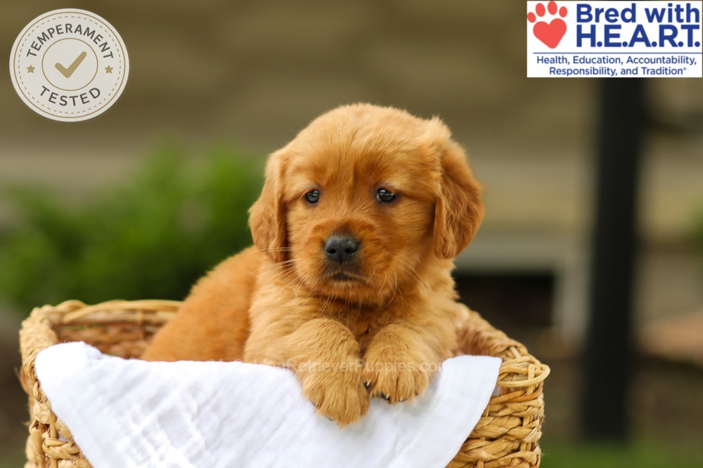 Avery Image of Avery, a Golden Retriever puppy