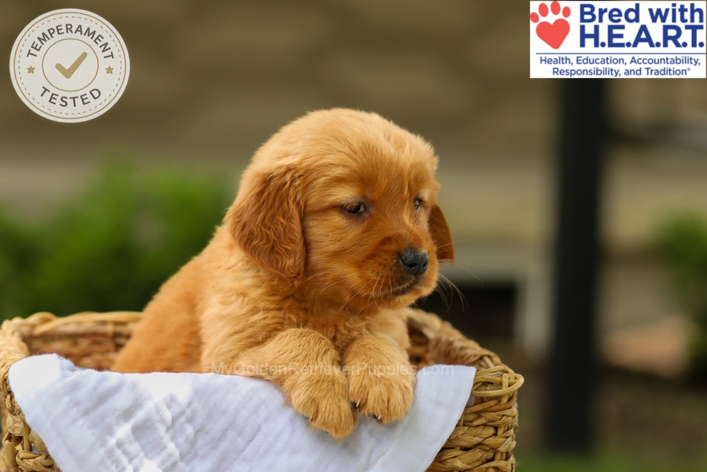 Avery Image of Avery, a Golden Retriever puppy
