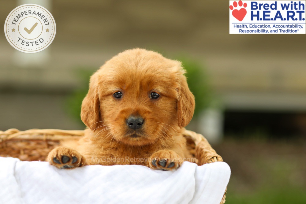Avery Image of Avery, a Golden Retriever puppy