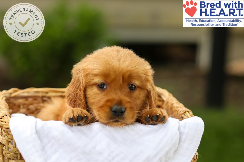 Avery Image of Avery, a Golden Retriever puppy