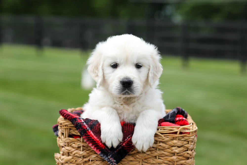 Axel Image of Axel, a Golden Retriever puppy