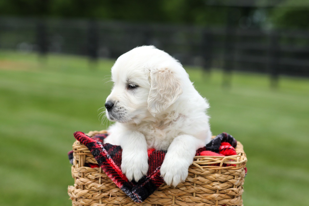 Axel Image of Axel, a Golden Retriever puppy