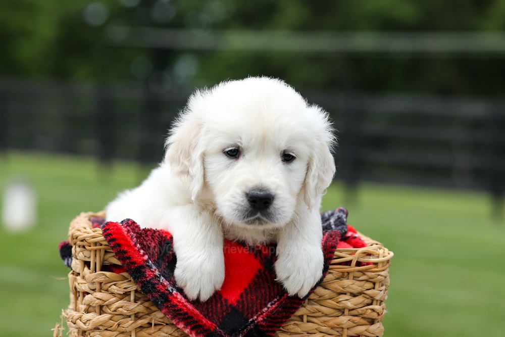 Axel Image of Axel, a Golden Retriever puppy