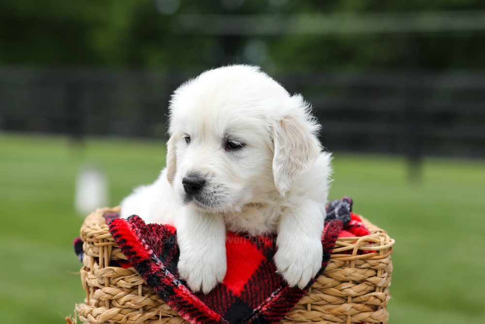 Axel Image of Axel, a Golden Retriever puppy