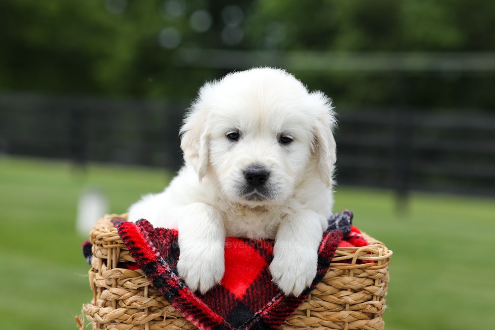 Axel Image of Axel, a Golden Retriever puppy
