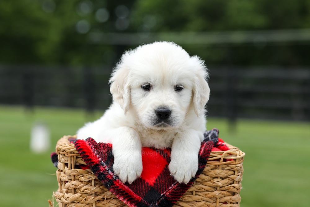 Axel Image of Axel, a Golden Retriever puppy