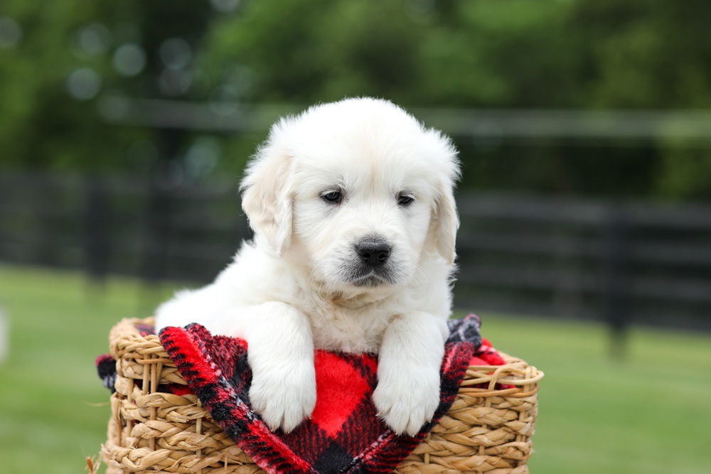 Axel Image of Axel, a Golden Retriever puppy