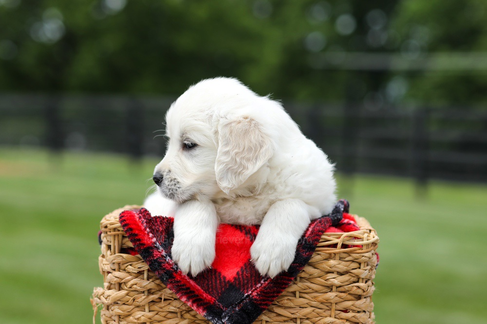 Axel Image of Axel, a Golden Retriever puppy