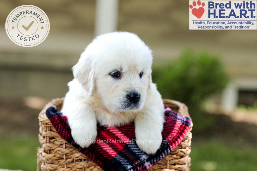Badger Image of Badger, a Golden Retriever puppy