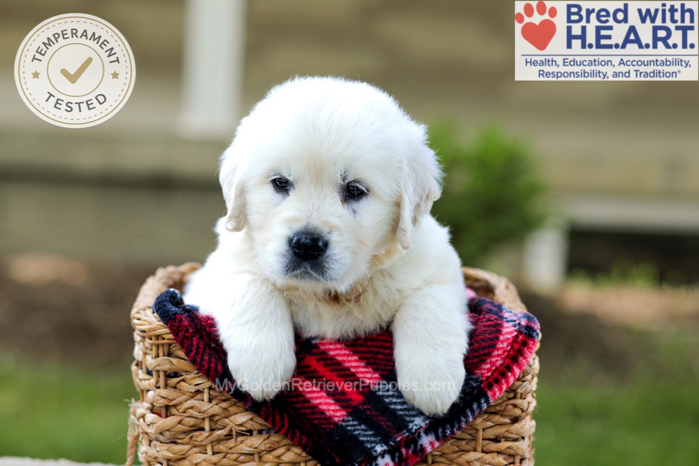 Badger Image of Badger, a Golden Retriever puppy