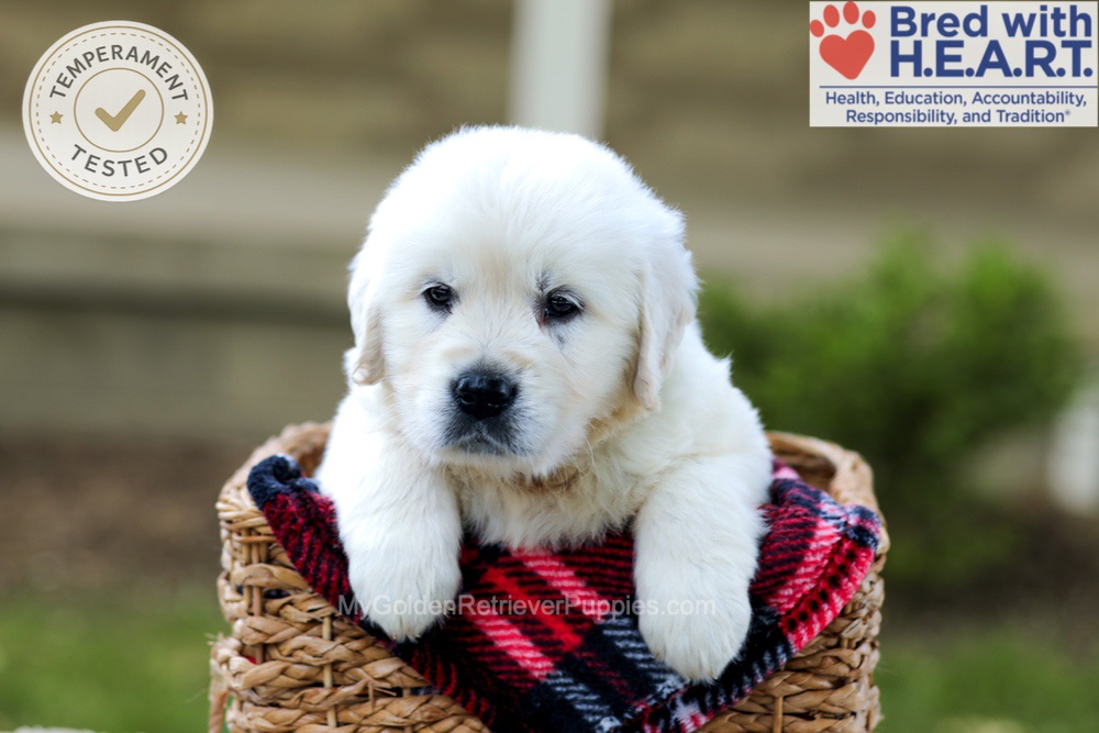 Badger Image of Badger, a Golden Retriever puppy