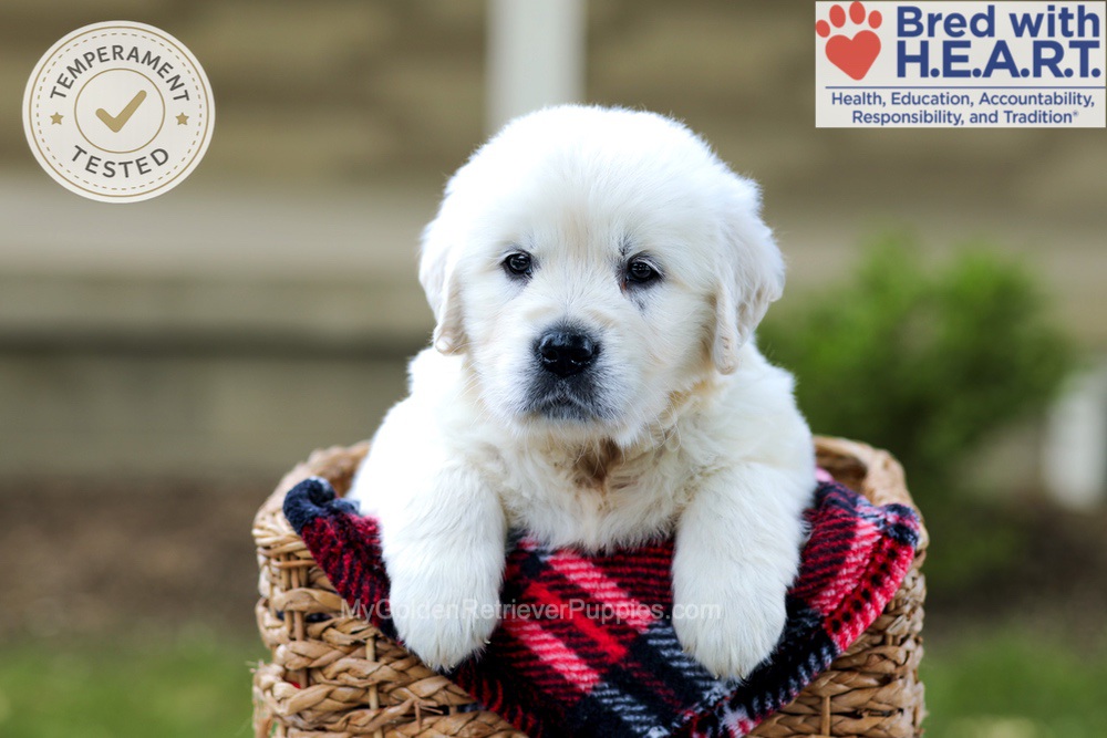 Badger Image of Badger, a Golden Retriever puppy