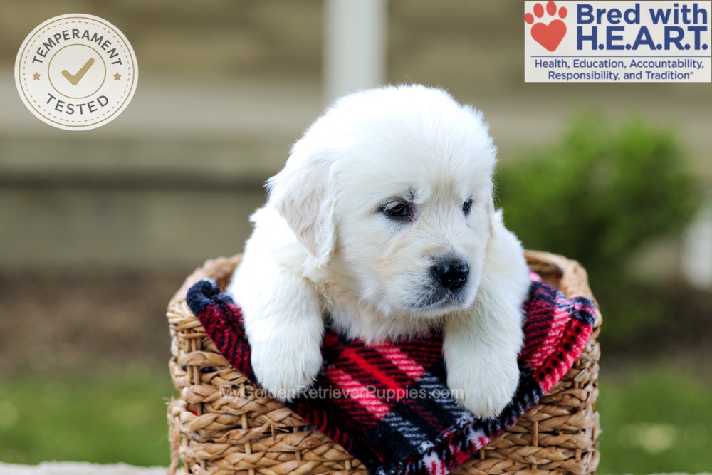 Badger Image of Badger, a Golden Retriever puppy