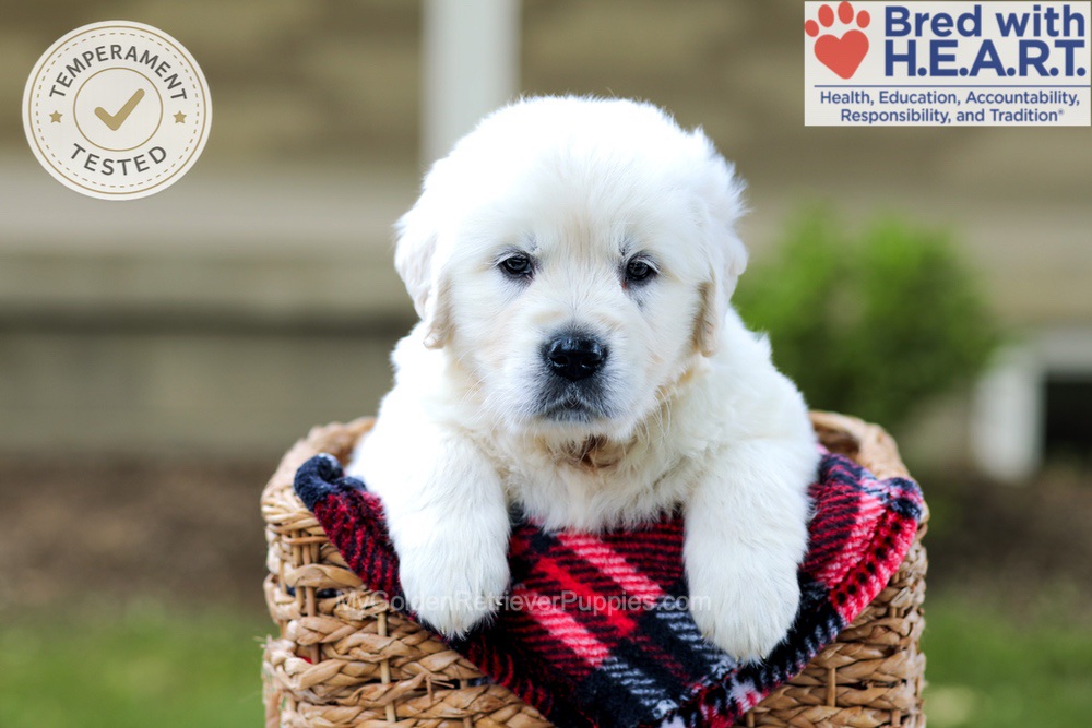 Badger Image of Badger, a Golden Retriever puppy