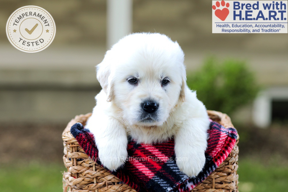 Badger Image of Badger, a Golden Retriever puppy