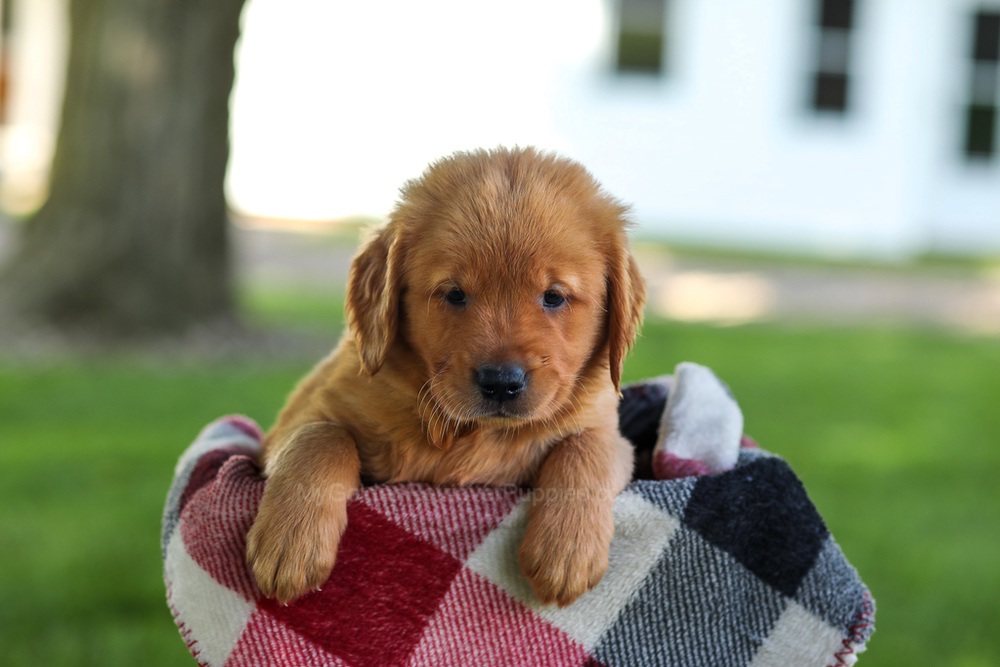 Bailey Image of Bailey, a Golden Retriever puppy