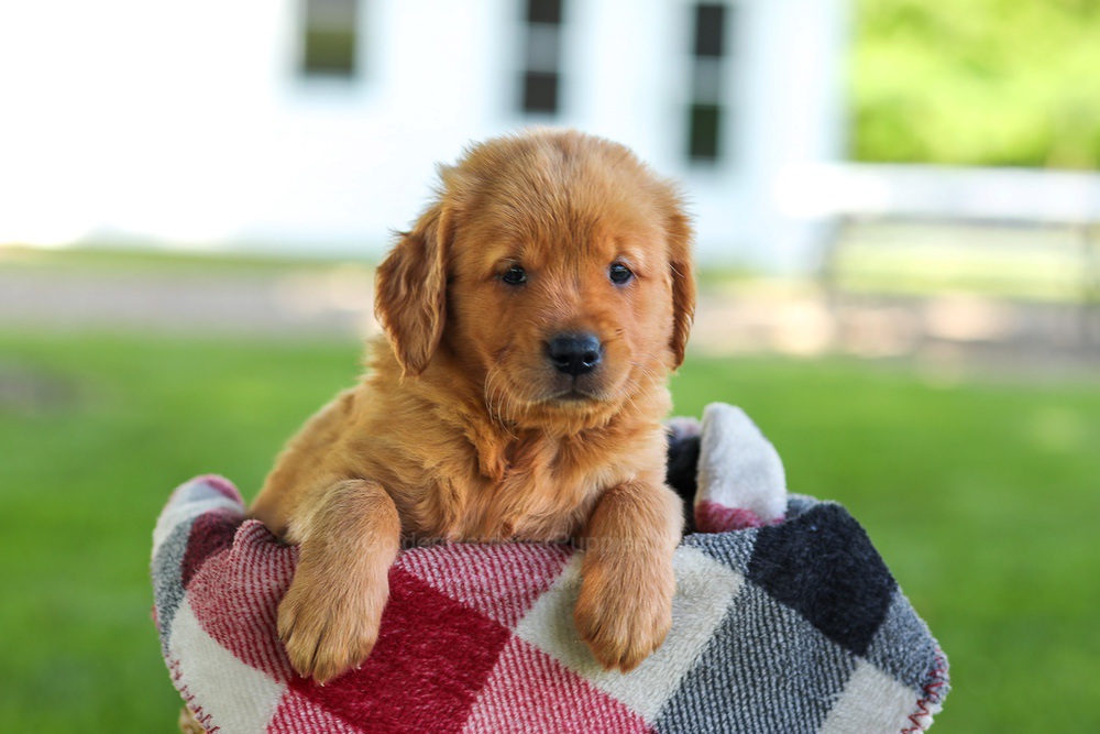 Bailey Image of Bailey, a Golden Retriever puppy