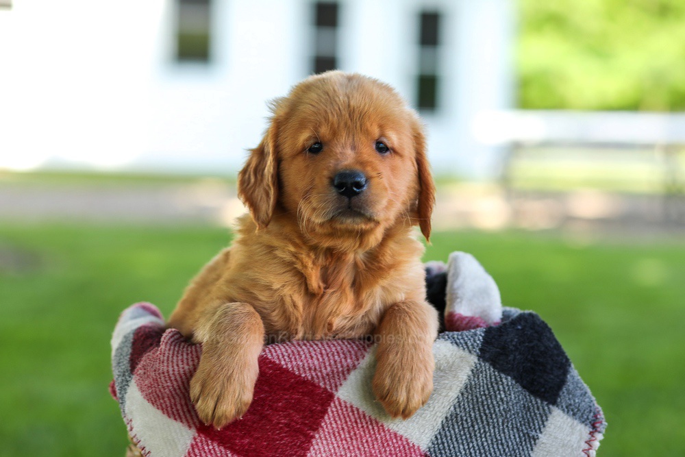 Bailey Image of Bailey, a Golden Retriever puppy