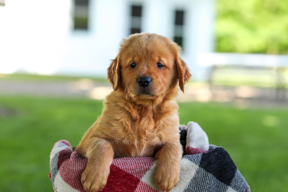 Bailey Image of Bailey, a Golden Retriever puppy