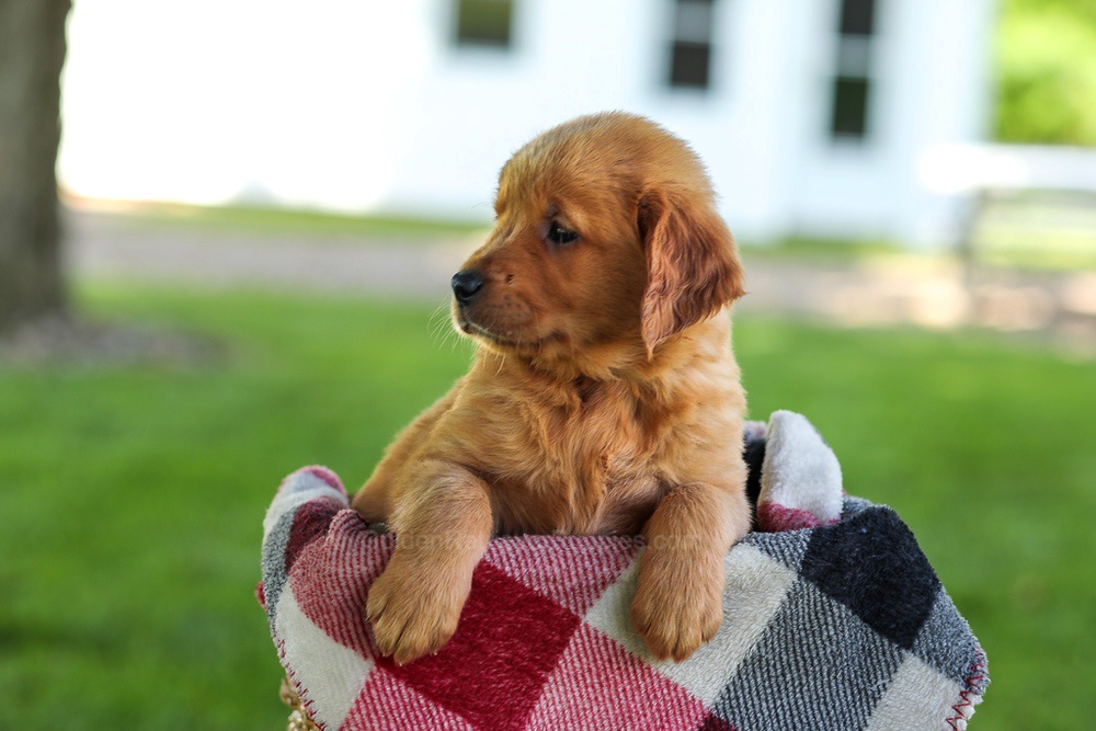 Bailey Image of Bailey, a Golden Retriever puppy