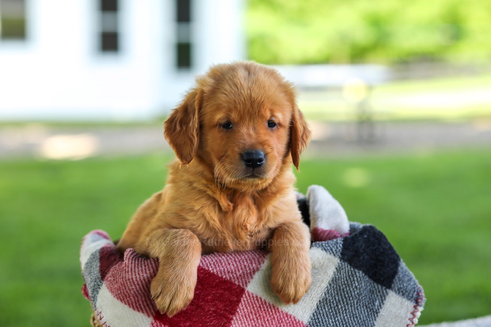 Bailey Image of Bailey, a Golden Retriever puppy